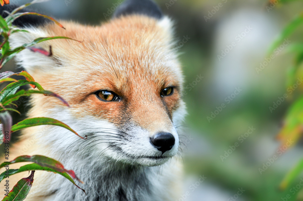 Red fox eyes. Red fox head detail. Vulpes vulpes Stock Photo | Adobe Stock