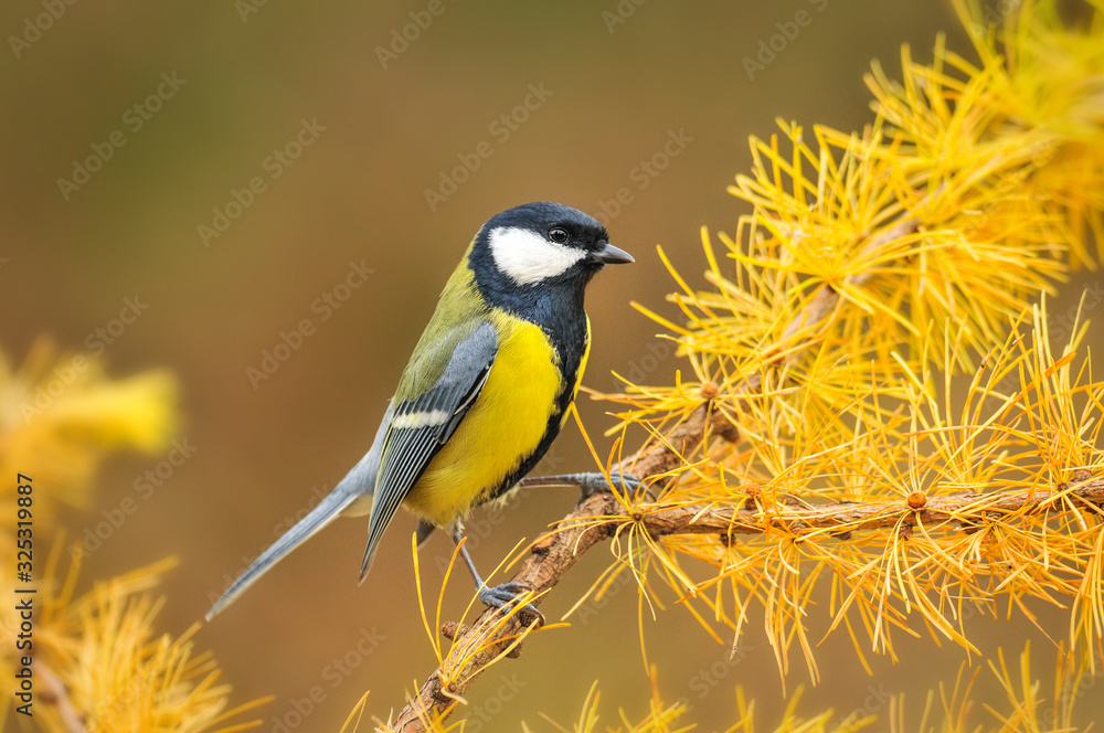 Great tit sitting on larch branch in autumn. Parus major small colour bird.