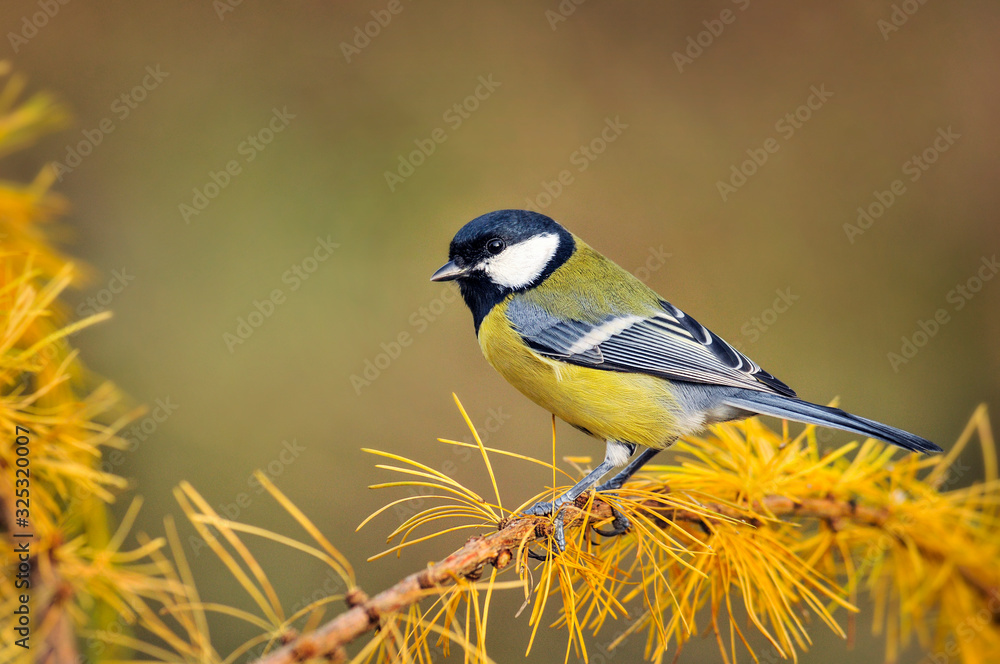 Obraz premium Great tit sitting on larch branch in autumn. Parus major small colour bird.