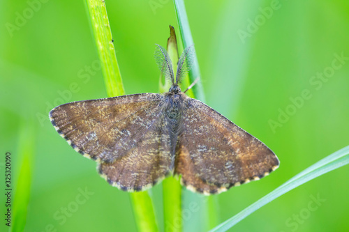 Ematurga atomaria, the common heath, is a moth of the family Geometridae.
