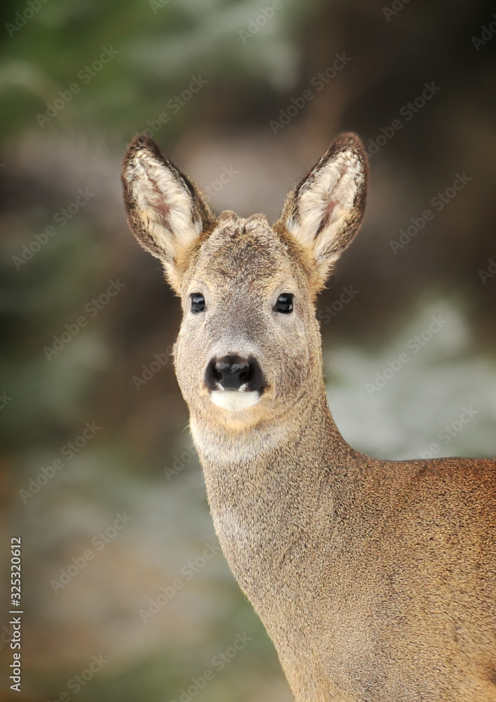 Wild roe deer head detail. Capreolus capreolus. Wild roe deer in winter