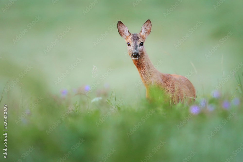 Roe deer standing in forest natural habitat. Roe deer standing in forest natural habitat.
