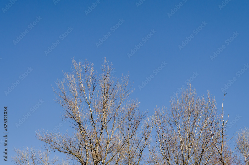 Large canopy of poplar trees in the winter sun. Large canopy of poplar trees in the winter sun.