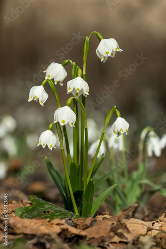 Spring snowflake (Leucojum vernum), perennial bulbous flowering plant species in the family Amaryllidaceae, single white flower with yellow or greenish marks near the tip of tepals, Asparagales, Amary © Luka