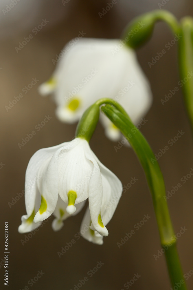 Obraz premium Spring snowflake (Leucojum vernum), perennial bulbous flowering plant species in the family Amaryllidaceae, single white flower with yellow or greenish marks near the tip of tepals, Asparagales, Amary