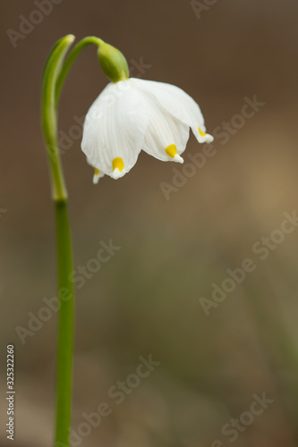 Spring snowflake (Leucojum vernum), perennial bulbous flowering plant species in the family Amaryllidaceae, single white flower with yellow or greenish marks near the tip of tepals, Asparagales, Amary