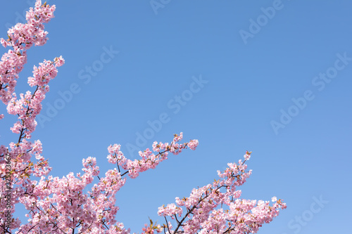 (静岡県-風景)青空の下の河津桜１９
