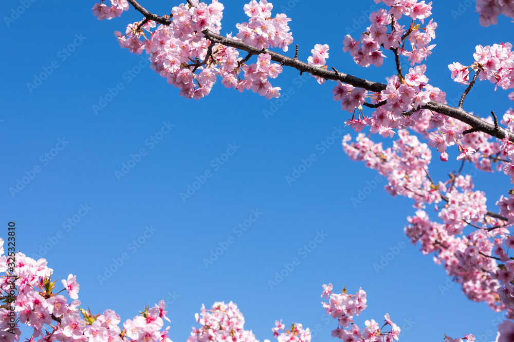 (静岡県-風景)青空の下の河津桜１７
