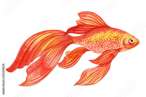 Hand drawn golden fish . Can be used as print, packaging design, textile, fabric, invitation, greeting card, poster, t-shirt print and so on.
