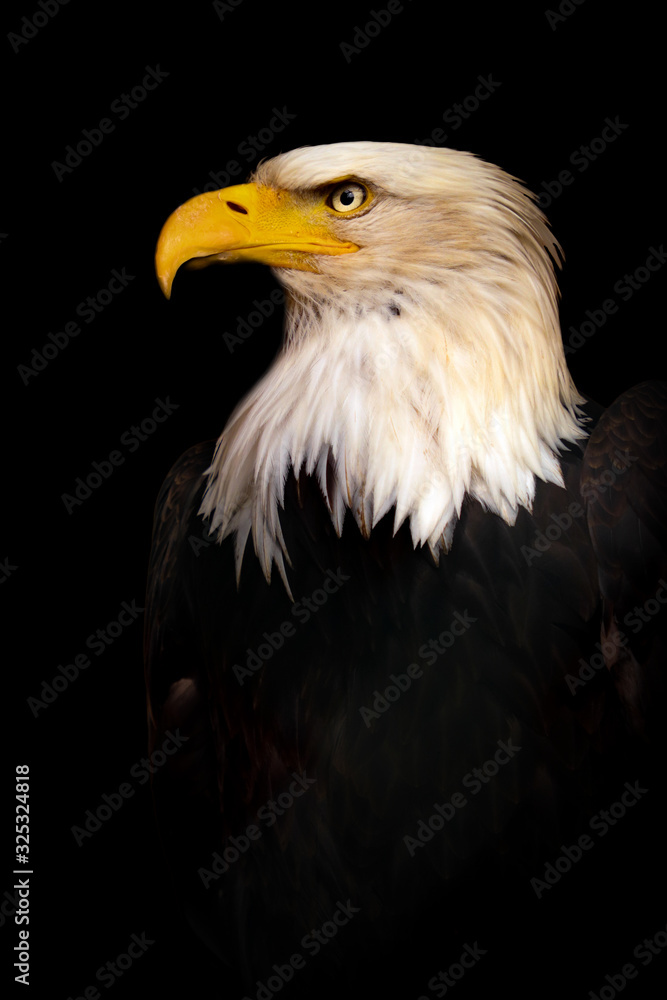 Portrait Bald eagle, Haliaeetus leucocephalus, on the black background Portrait Bald eagle, Haliaeetus leucocephalus, on the black background