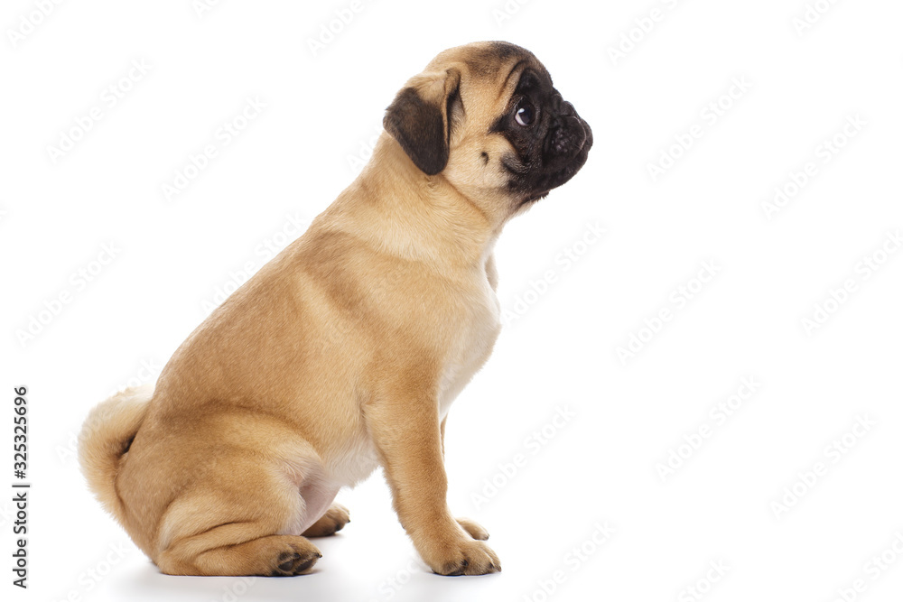 Pug puppy giving paw, isolated on white