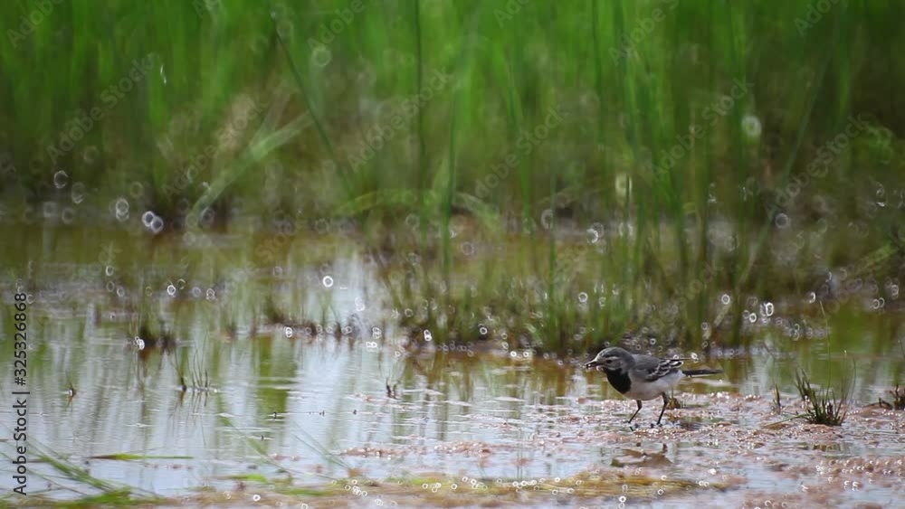 White wagtail walking in shallow water looking for food White wagtail walking in shallow water looking for food
