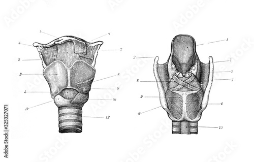 Human Larynx teachea, thyroid gland / Engraved antique illustration from Brockhaus Konversations-Lexikon 1908 photo