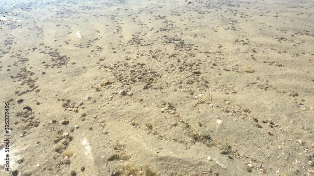 marine life, shellfish and crab at the beach. marine life, shellfish and crab at the beach.