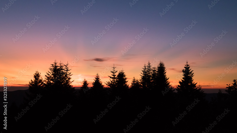 sunset in forest with sunray and silhouette of pine trees