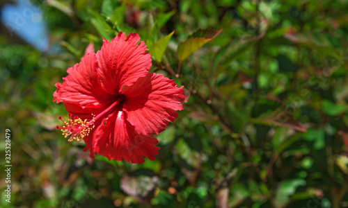 Tropical red hibiscus flower against bokeh green background at sunny day