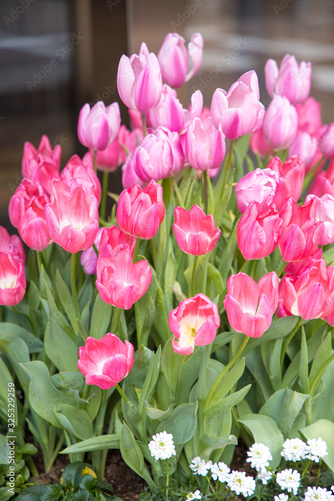 Fototapeta premium チューリップ タテ