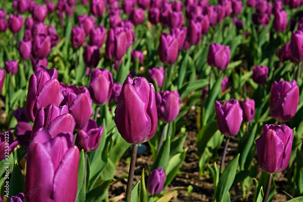 Fototapeta premium Selective focus. A field planted with many tulips in spring time. Colorful background with flowers for spring holiday season. Close up, copy space, top view.