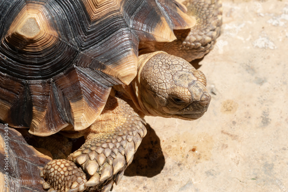 turtle animal of long life in wildlife turtle animal of long life in wildlife