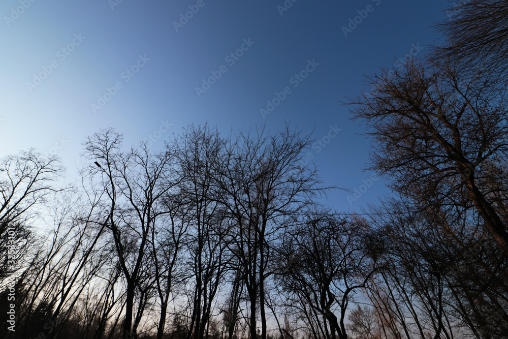 forest of trees against the blue sky
