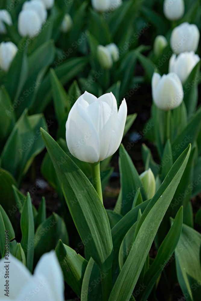 Selective focus. A field planted with many tulips in spring time. Colorful background with flowers for spring holiday season. Close up, copy space, top view.