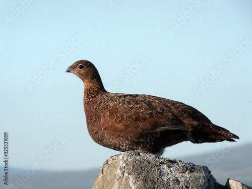 Wild Red Grouse sitting on a dry stone wall. Yorkshire Dales, UK