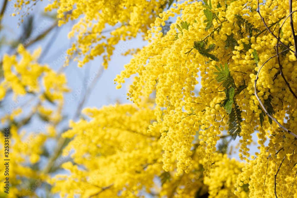 Blooming mimosa tree over blue sky, bright sun flare. Blooming mimosa tree over blue sky, bright sun flare.