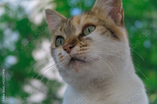Portrait of a cat