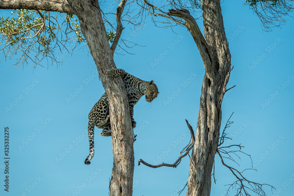 Obraz premium Leopard on the tree