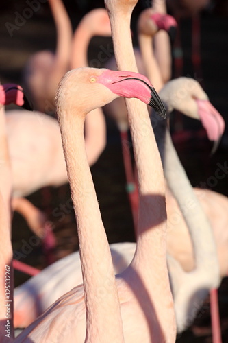 flamingo, Prague ZOO