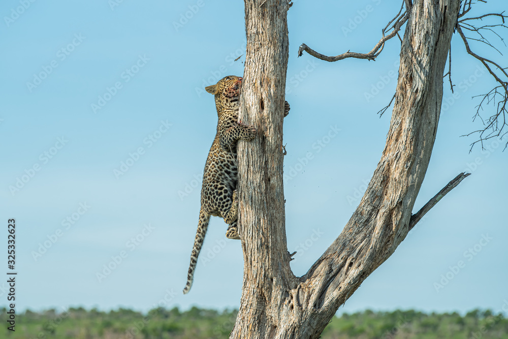 Obraz premium Leopard cub on the tree