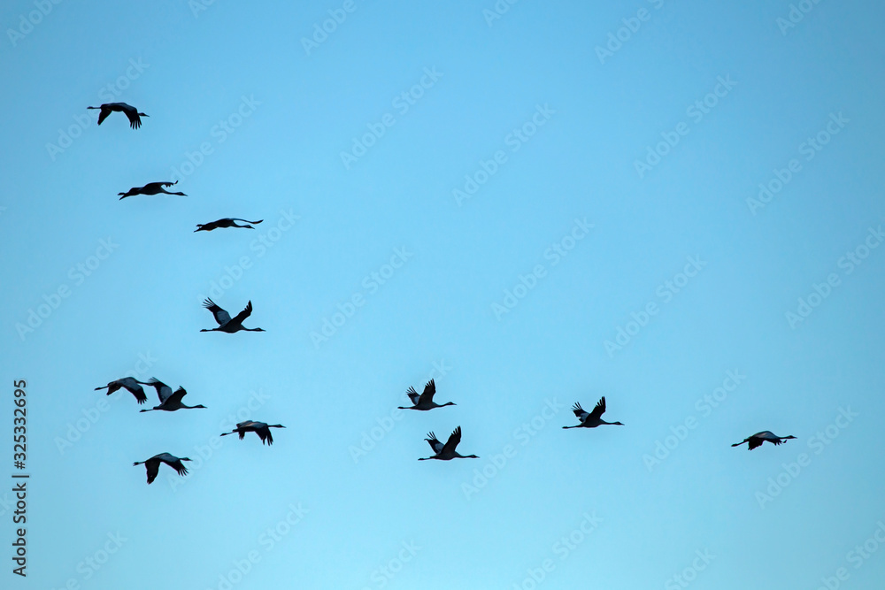 A flock of cranes flying on the blue sky. Common crane or Eurasian crane (Grus grus).