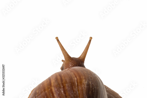 Soft focus of snail seen from behind on white background.