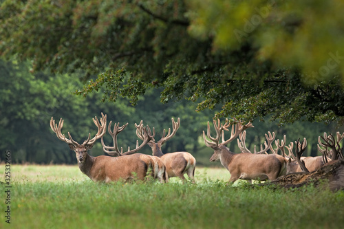  red deer, cervus elaphus, Denmark photo