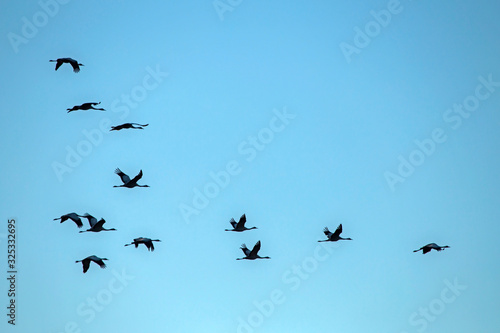 A flock of cranes flying on the blue sky. Common crane or Eurasian crane (Grus grus).