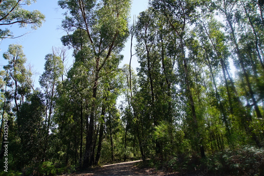 Fototapeta premium Eucalyptus forest, Mc Kenzie Falls, Grampians