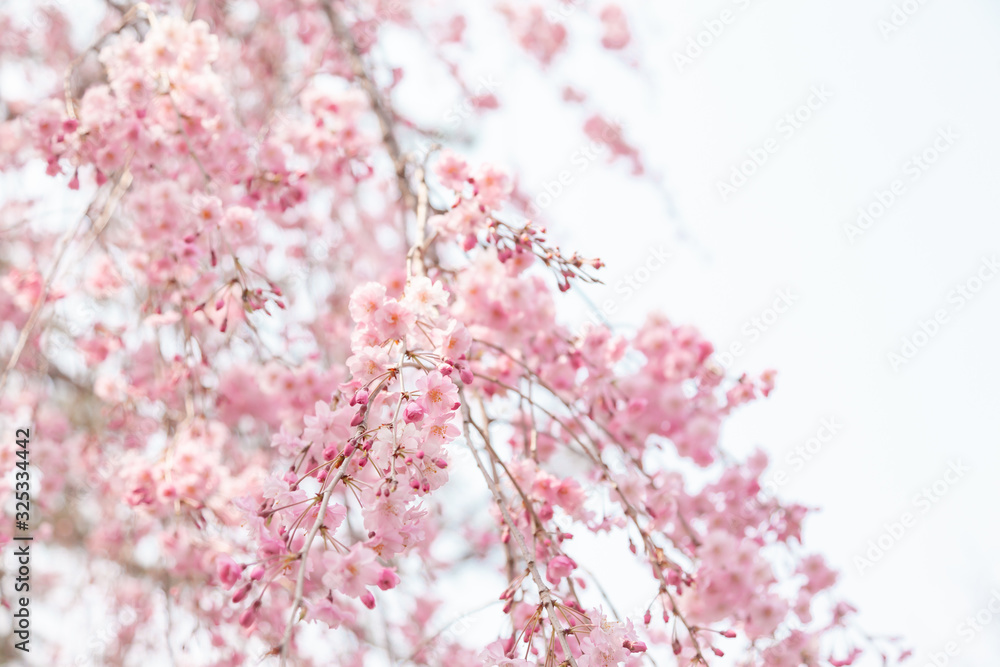 Naklejka premium 京都の枝垂桜