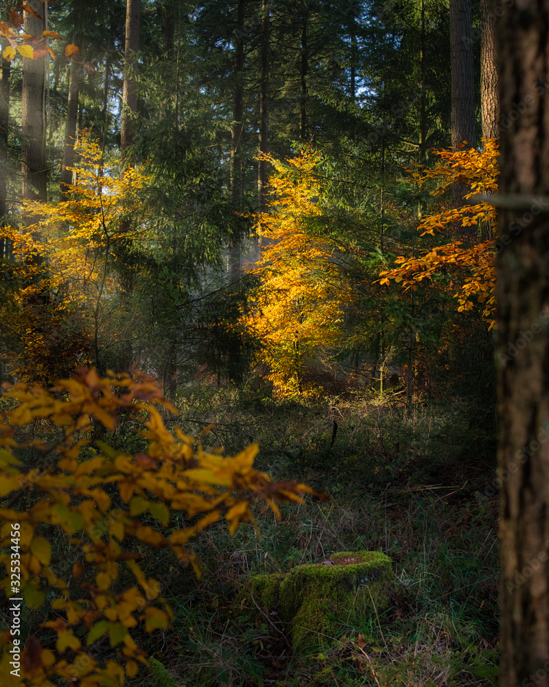 Naklejka premium sunrays through the pines