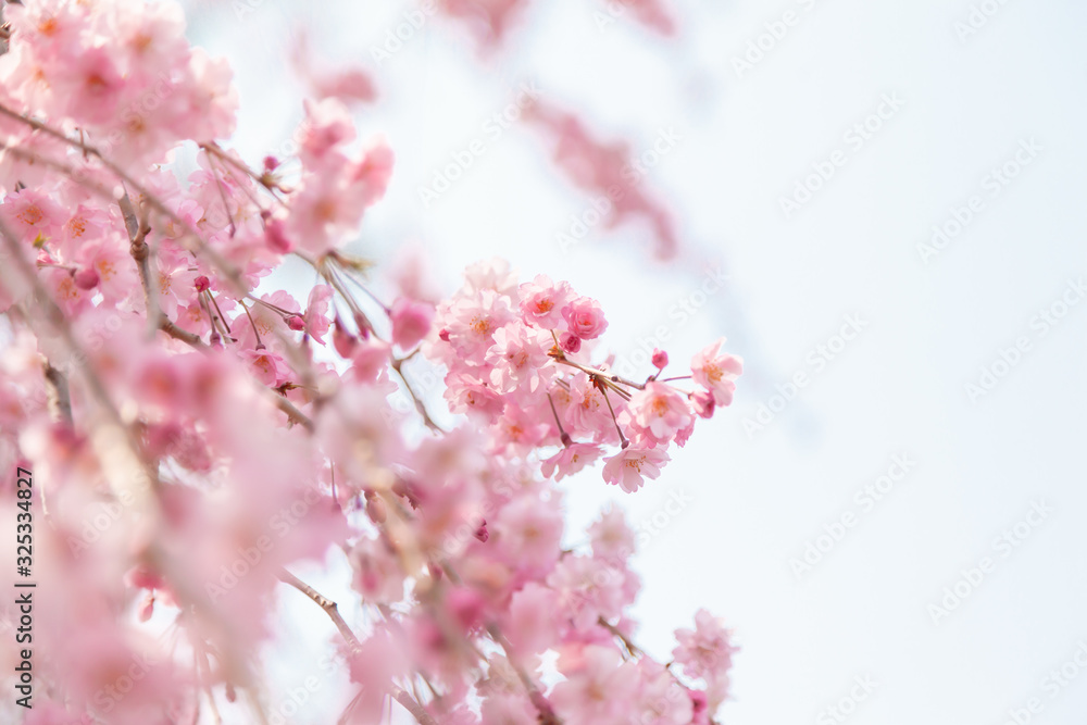 Obraz premium 京都の枝垂桜