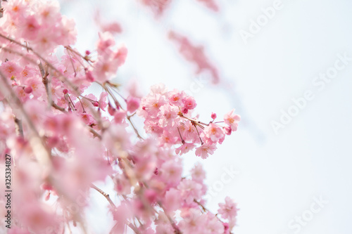 京都の枝垂桜