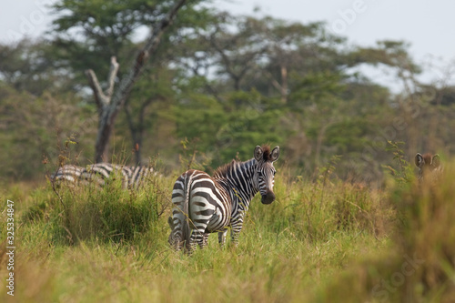 plains zebra  equus quagga  equus burchellii  Africa  Rwanda