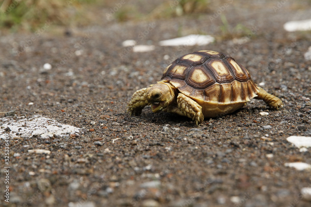 Baby african spurred tortoise or sulcata tortoise Baby african spurred tortoise or sulcata tortoise
