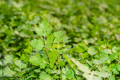 fresh and healthy green coriander leaves farm