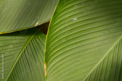banana leaf pattern and texture 