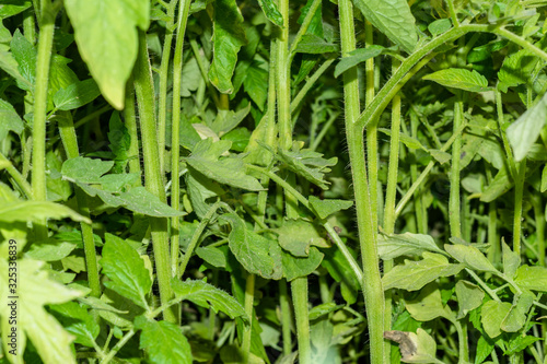 growing Fresh and healthy green tomato plants in the ground