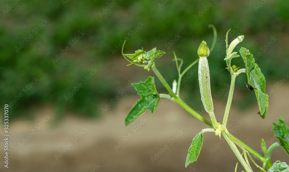 Luffa acutangula is a kind of zucchini. The cylindrical shape is long, the skin is thick, the edges are sharp along the longitudinal round. The fruit is green, soft, juicy. Has a crispy sweet taste. Luffa acutangula is a kind of zucchini. The cylindrical shape is long, the skin is thick, the edges are sharp along the longitudinal round. The fruit is green, soft, juicy. Has a crispy sweet taste.