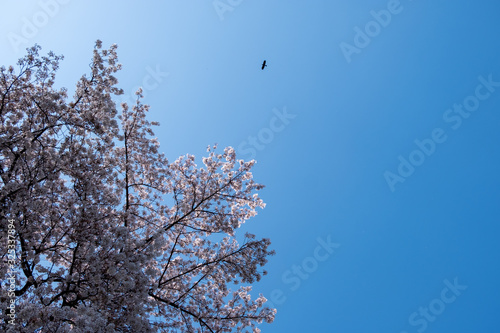 Sakura cherry tree in full bloom with one black bird flying in the sky © Tobias Schwindling
