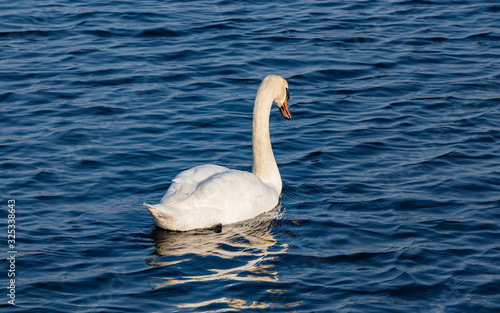 Single swan swimming away in the sea