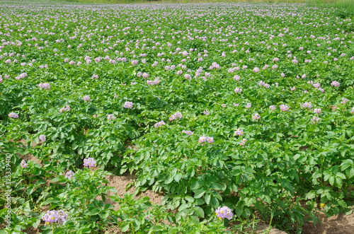 Blooming potato field on a summer day