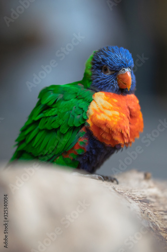Lori rainbow bird portrait